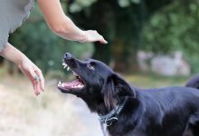 dog playing